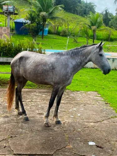 Vendo Égua Mangalarga Machador