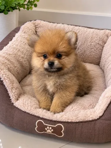 Spitz alemão anão macho e fêmea
