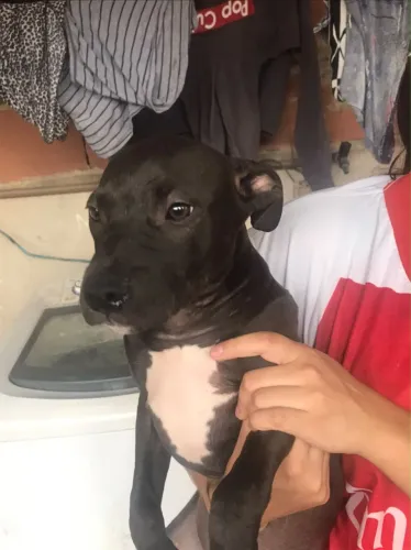 Estou doando pitbull fêmea