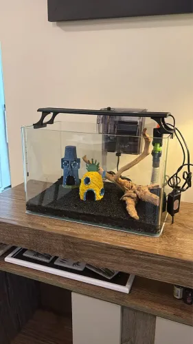 Aquario completo com decoração