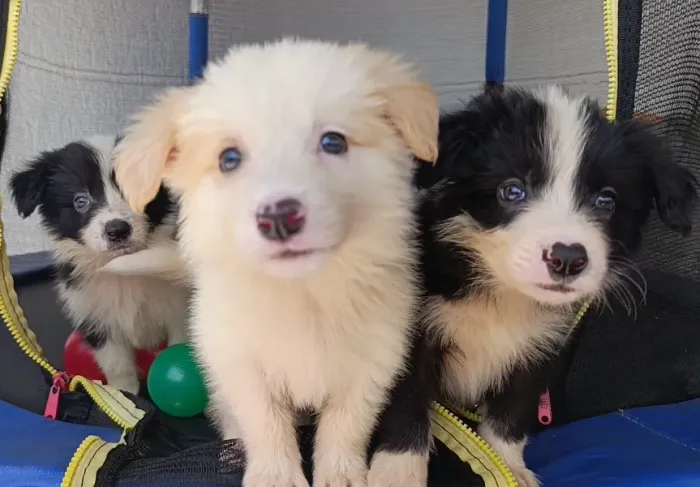 Filhotes de border collie pelagem longa 