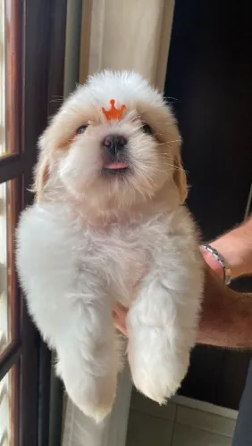 Filhote de Shih tzu muito lindos e brincalhões.