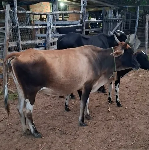 Casal de mini Vaca/boi