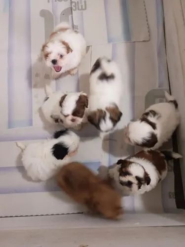 Shihtzu mini filhotes
