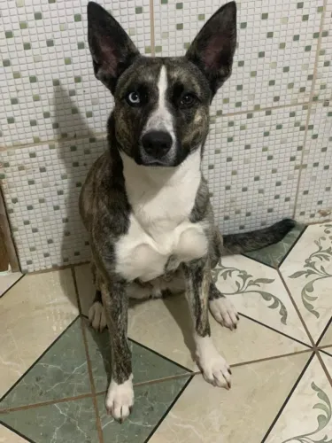 Doação de cachorra Pitsky