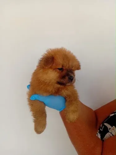 Venda de Chow Chow