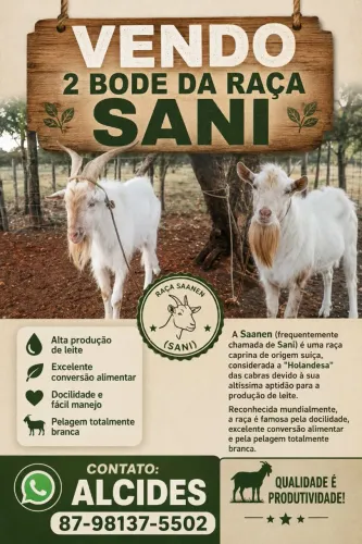 Vendo 2 Bodes da raça Sani 