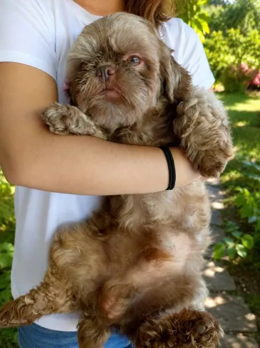 Shi Tzu Chocolate