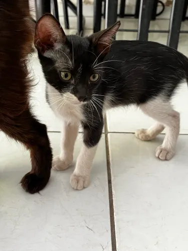 Gatinha filhote (adoção)