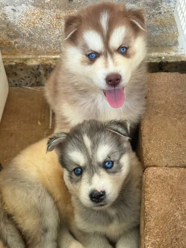 Vende-se , filhotes de husky siberiano !!
