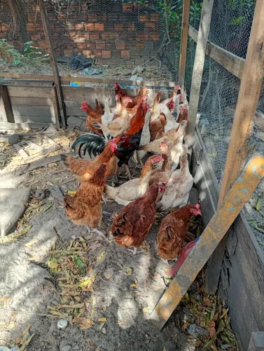 Vendo galinha caipira