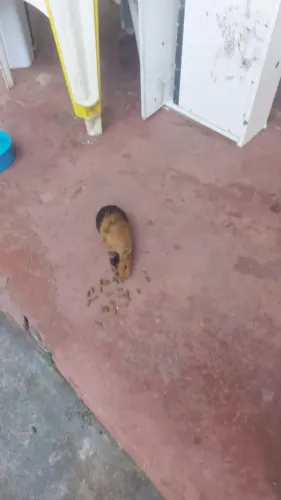 Porquinha da Índia