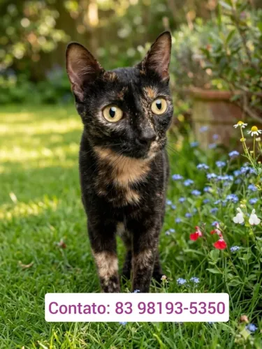Gata carinhosa para adoção (castrada)