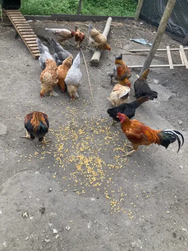 Galinhas e galo