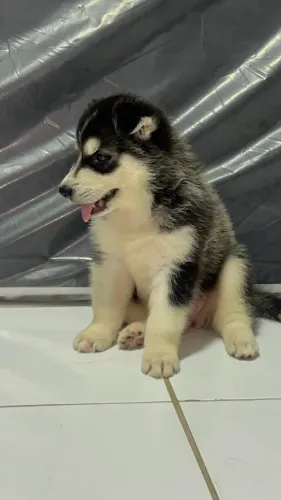 Filhote de husky siberiano 