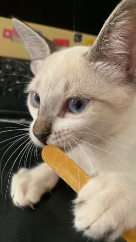 Gatinha para adoção 