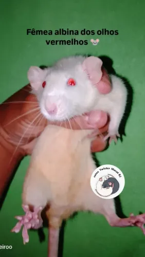 Casal de ratos Twister