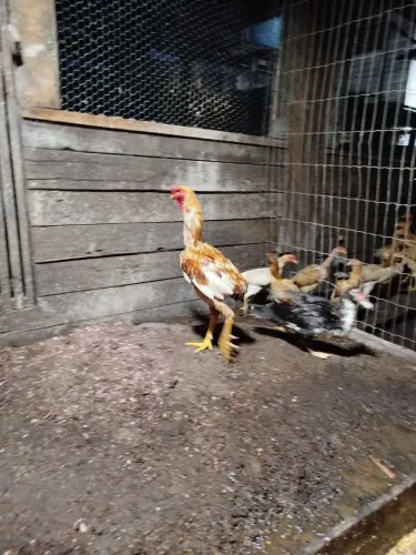 Lote pintinhos indo gigante