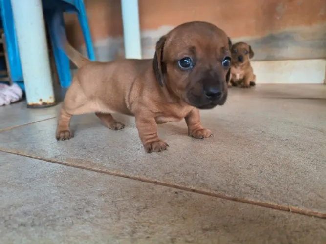 Dachshund filhotes fêmeas