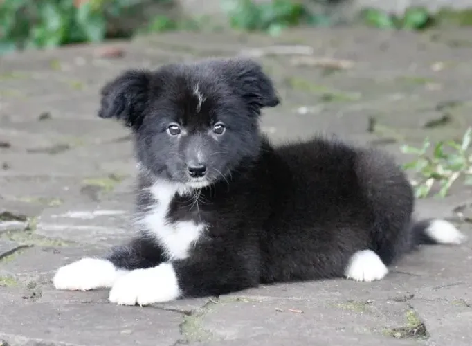 Filhotes de Border Collie | Carinho que conquista.