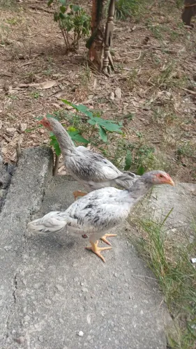 Vendo frangos