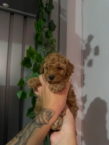Poodle Toy Mini Filhote - Inteligente e Hipoalergênico