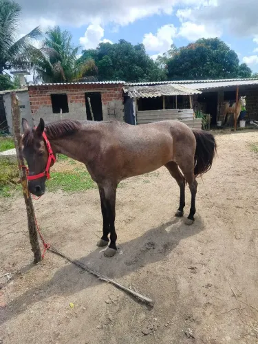 Cavalo