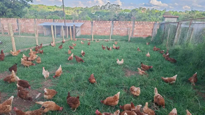 Galinhas caipira isabrow glc e novogew