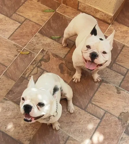 Bulldog Francês