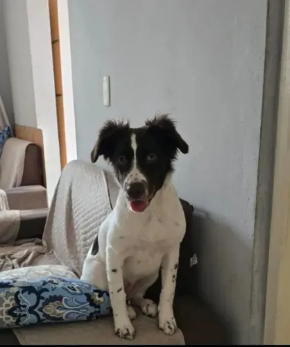 Doação de cachorro