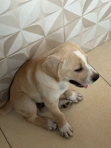 Filhotes de labrador
