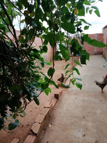 (Botucatu-Sp)Vendo 1 terreno com 2 casas habitáveis,favor ler anúncio todo! 