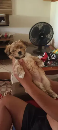 Vende-se filhotes Pin-Tzu (fiapo de manga)