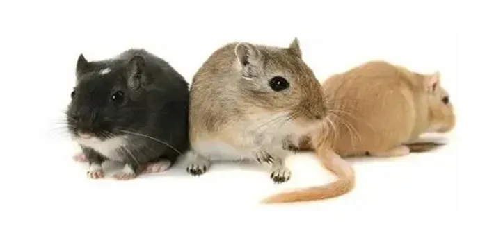 Gerbil esquilo da Mongólia