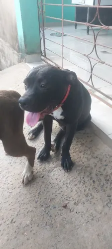 Vende-se um pit bull