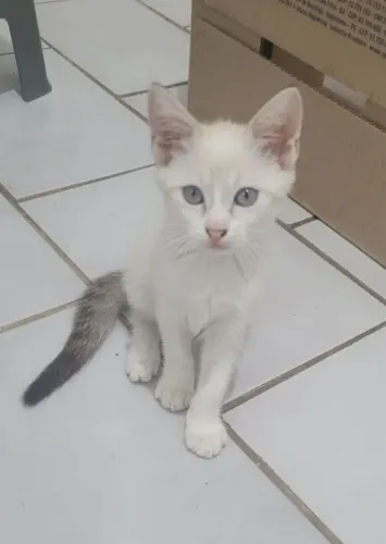Doa-se gatinha