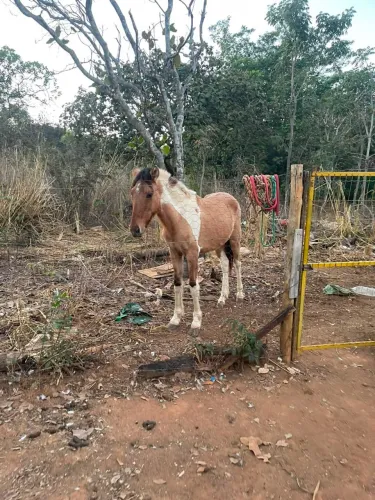 Vende-se potro 6 meses valor a combinar