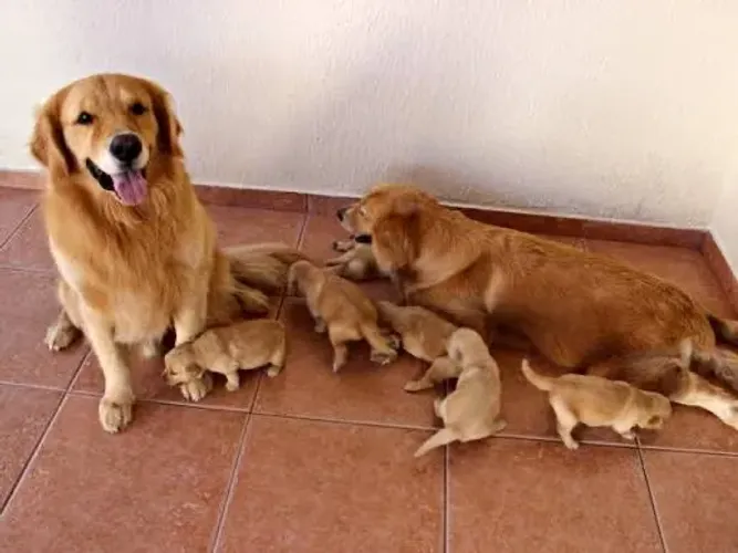 Filhote de Golden Retriever
