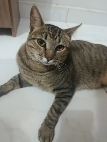 Adoção de Gato 