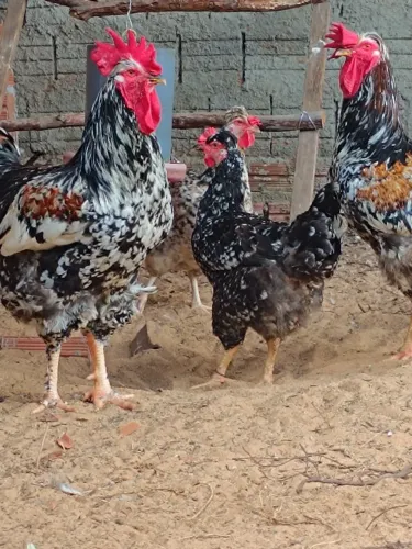 Ovos férteis da Galinha Sertaneja Balão ( GSB )