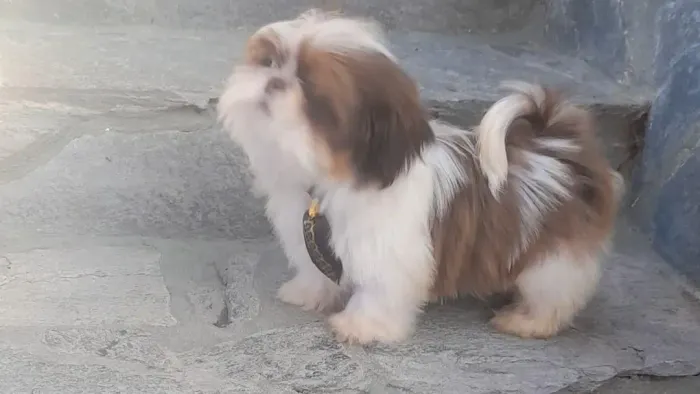 Lindos Chihuahua