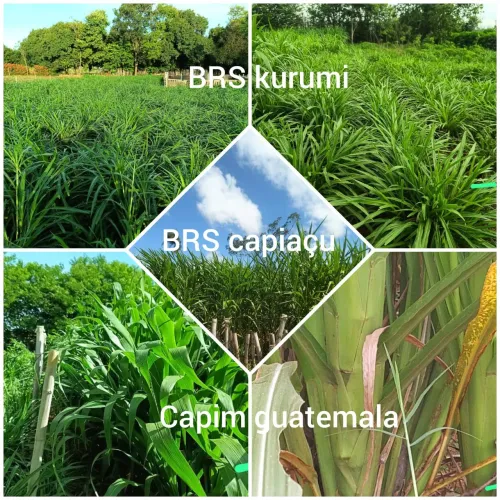 Mudas de capim a venda 