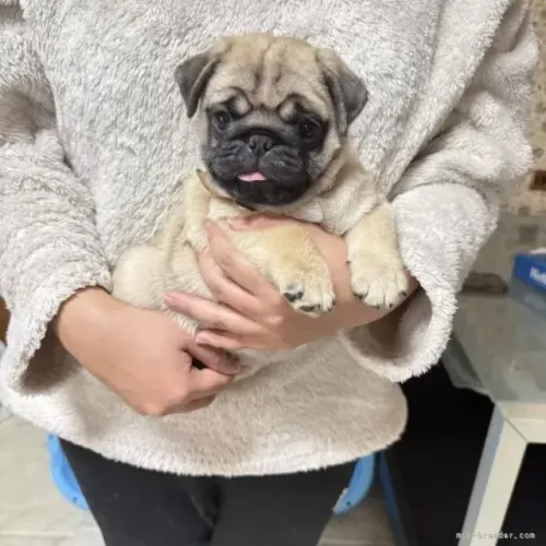 Filhotes pug linhagem selecionada super saudáveis e ativos