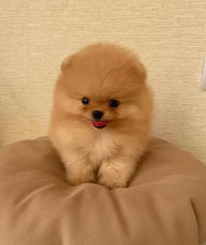 Spitz Com Um Jeito Alegre De Conquistar