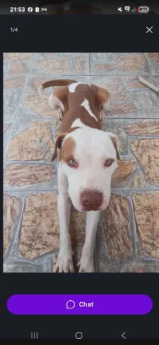 Doa- casal de Pitbull 