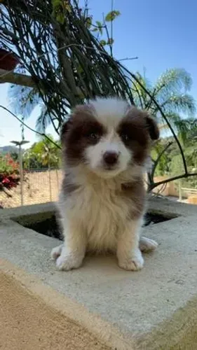 Realize o Sonho do seu Border Collie com Pagamento Facilitado
