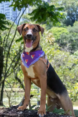 Doa se lindo dog, 8 meses, castrado, vacinado e vermifugado -Mooca SP