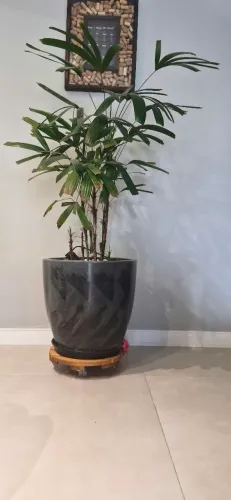 Planta natural decorativa