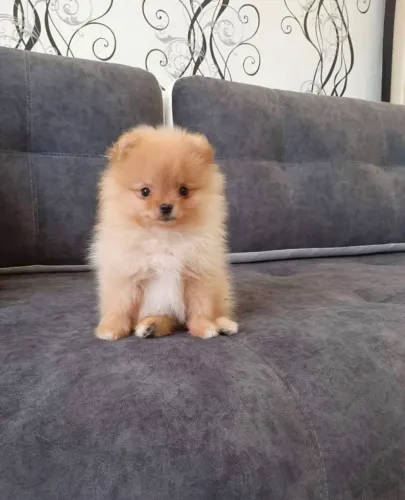 Spitz alemão Um pet que vale colocar no topo da sua lista