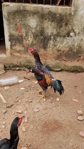Vende um galo  ou troco por galinha 